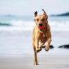 Chuckit!  Fetch Ball mix couleur (2 balles) – Image 2