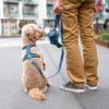 Dog Copenhagen - Laisse – Image 6