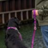 Dog Copenhagen - Laisse – Image 8