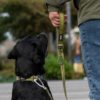 Dog Copenhagen - Laisse – Image 10