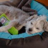 Cycle Dog - Bouteille de Bière – Image 2