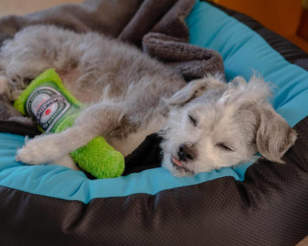 Cycle Dog - Bouteille de Bière – Image 2
