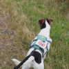 CaniCode Picto « Stop chien ou main » – Image 3