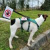 CaniCode Picto « Stop chien ou main »