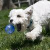 KONG Squeezz Geodz - Lot de 2 balles – Image 2