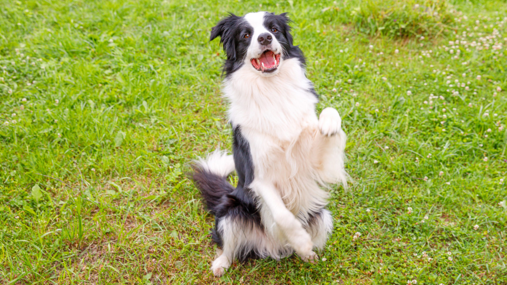 border collie