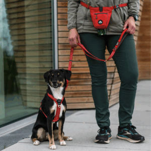 Dog Copenhagen Pack - Laisse + Harnais + Porte-sac à crottes offert (couleurs coordonnées)