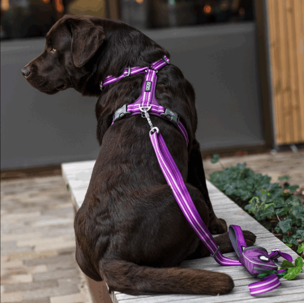Dog Copenhagen Pack - Laisse + Harnais + Porte-sac à crottes offert (couleurs coordonnées) – Image 3