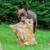 Canigourmand 🇫🇷 - Plaques de Cerf XXL – Image 2