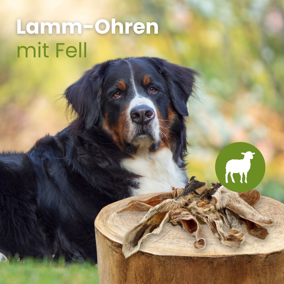 Kauartikel 🇩🇪 - Oreille de d'agneau avec fourrure – Image 3