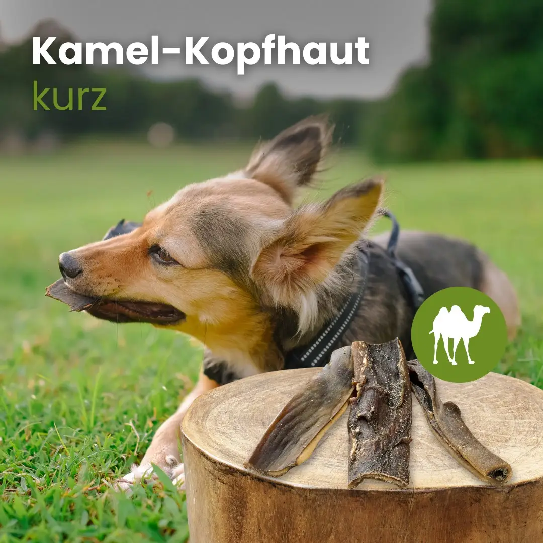 Kauartikel 🇩🇪 - Cuir chevelu de chameau – Image 4