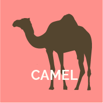Chameau